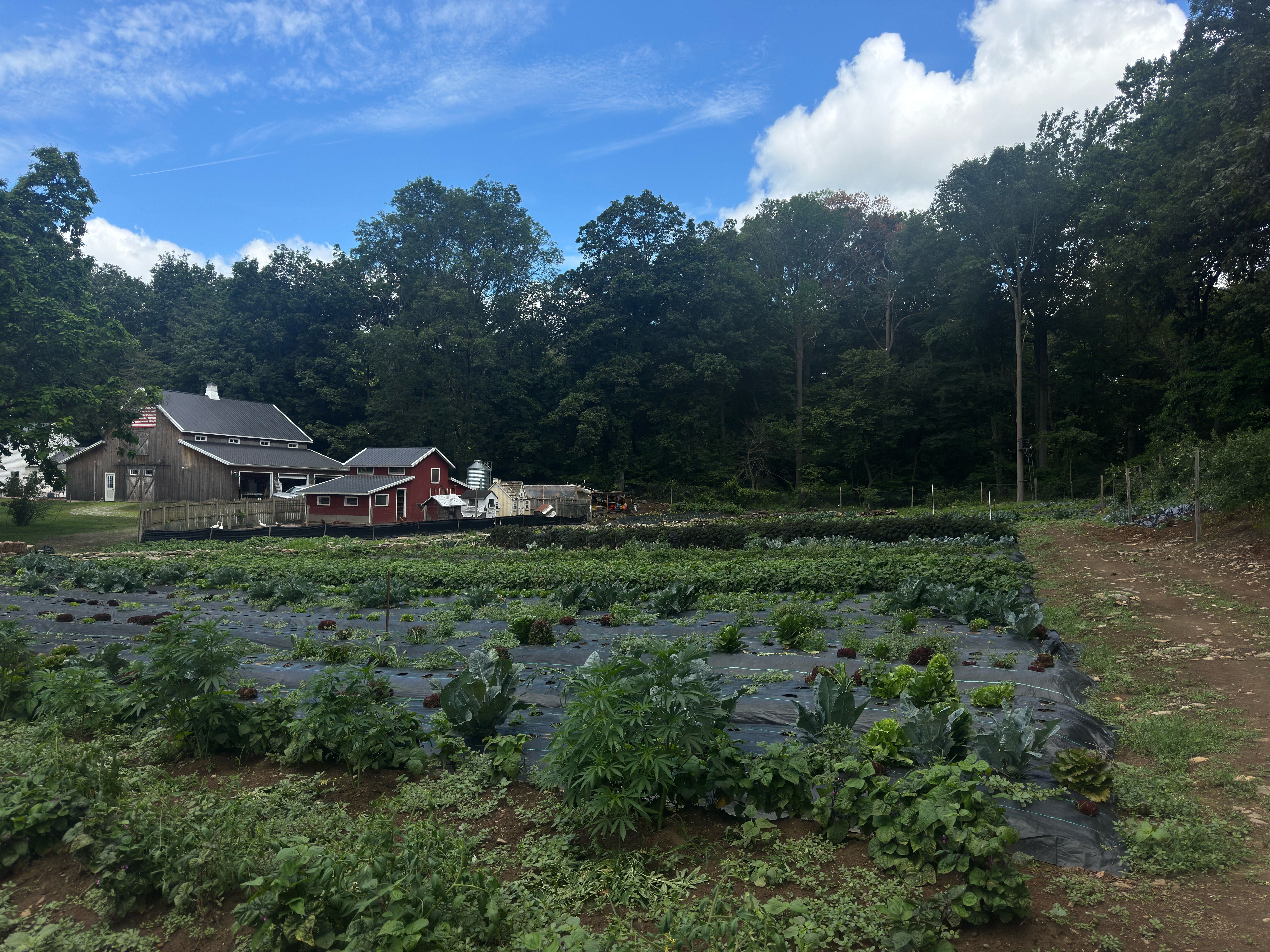 Farm 2