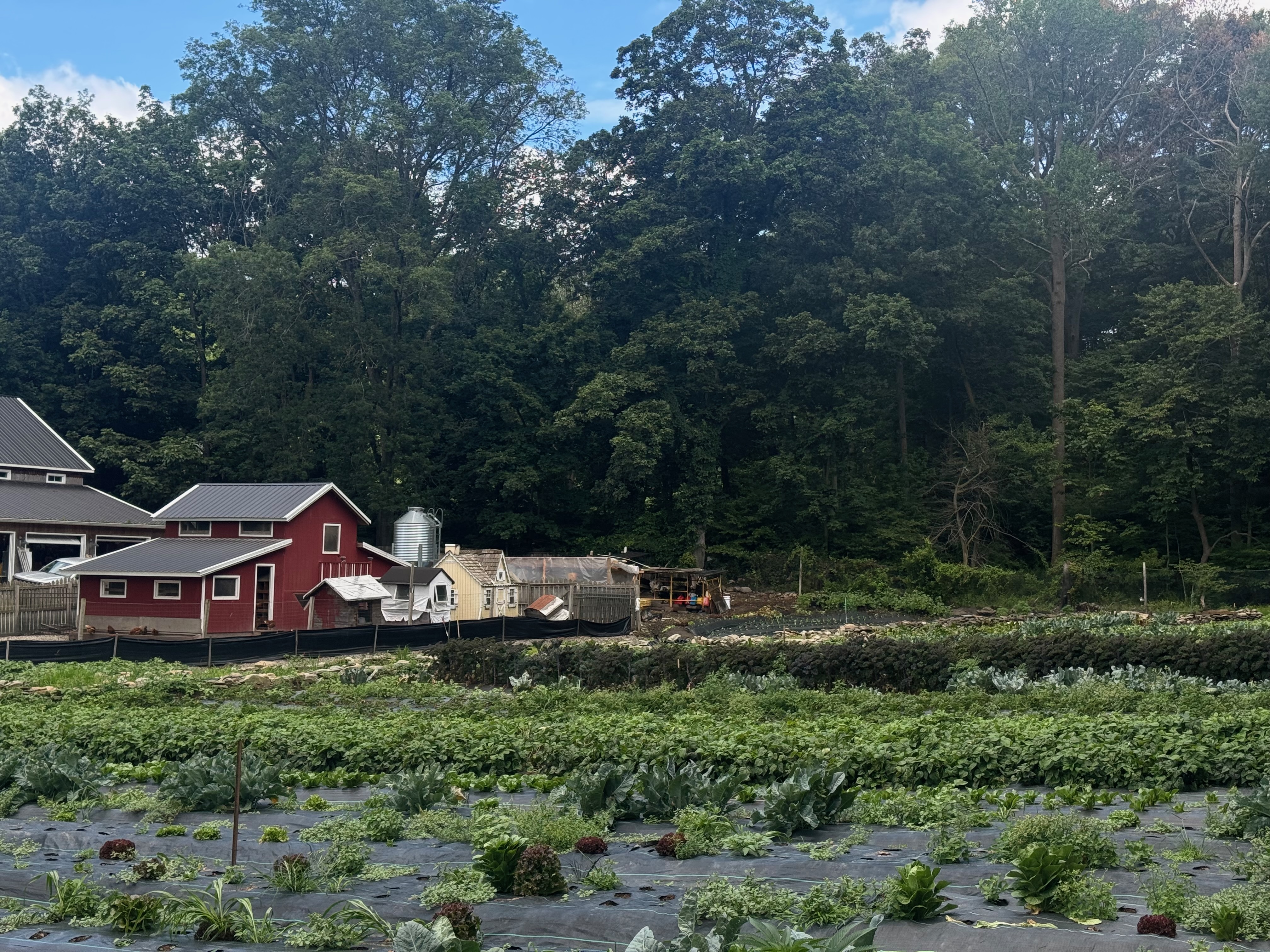 Farm 3