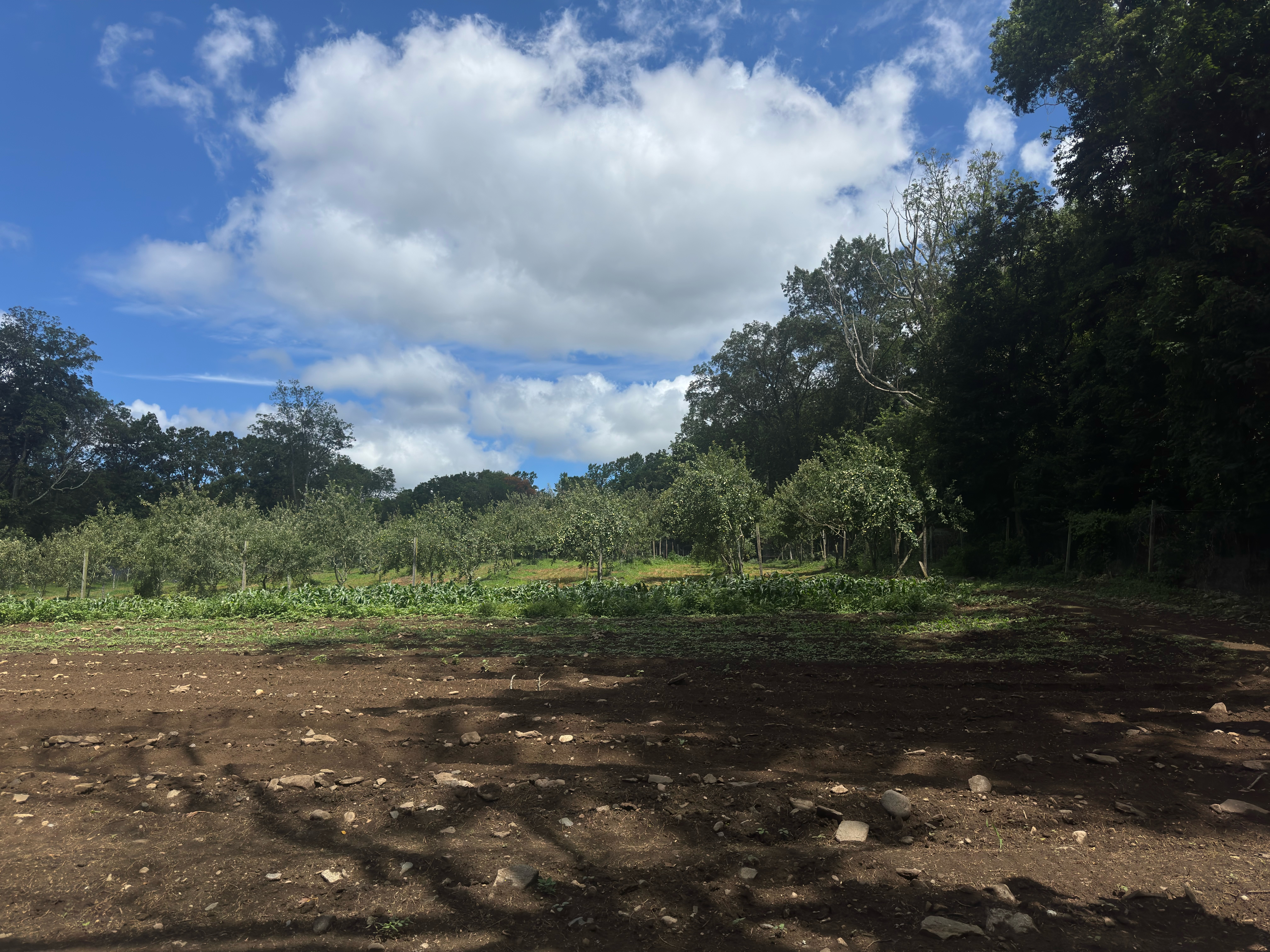 Farm 4